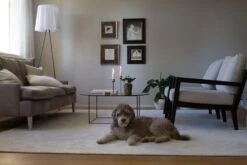 Hattara Teppich, Weiß -Heimstil Angebote Store Hattara white with dog